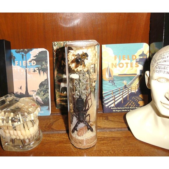 Vinegaroon Bee Crystal Oddity Jar curiosity dome flowers whip scorpion taxidermy - Picture 10 of 14